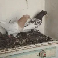 زاغ دم سفید|پرنده|فریمان, |دیوار