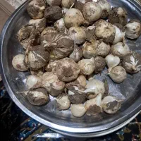 موسیر خشک شده