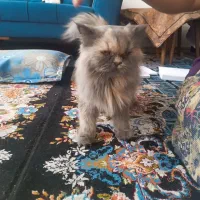 گربه گم شده