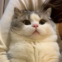 شهر گربه‌ میوهاپ(پرشین/بریتیش/اسکاتیش)