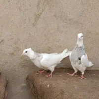 طوقی کرمانشاهی|پرنده|لامرد, |دیوار