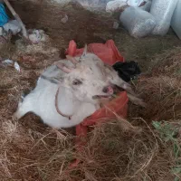 بز سانن چاق از پاهاش مشکل کیلو ۲۳۵۰۰۰|حیوانات مزرعه|گناباد, |دیوار