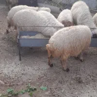 ده عدد بره و ده عدد بز|حیوانات مزرعه|گیلان غرب, |دیوار