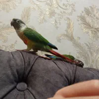 گیرینچیک جفت