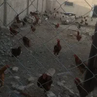 فروش مرغ و خروس محلی|حیوانات مزرعه|پیشوا, |دیوار