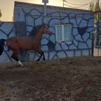 اسب مادیان 7 ساله شناسنامه دار عرب یه سر