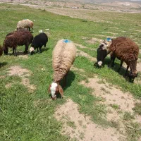 میش وبره