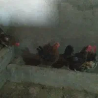 ۴عدد مرغ محلی تخم گذار و ۲عدد خروس محلی