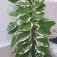 گل خاص آپارتمانی