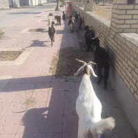 7عدد تیشتر ماده جوان بر خورده با3تا نر فروشی