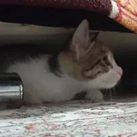 واگذاری بچه گربه دی اس اچ پسر همراه مادرش