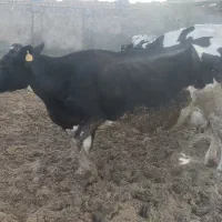 گاوشیری|حیوانات مزرعه|رامشه, |دیوار