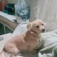 سگ خانگی پامر