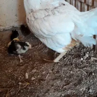 مرغ با۱۰جوجه لاری|حیوانات مزرعه|بالا ولایت, |دیوار