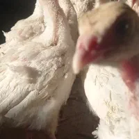 جوجه بوقلمون بیوتی 6 فوق سنگین ۴۰ روزه1100کیلوگرم