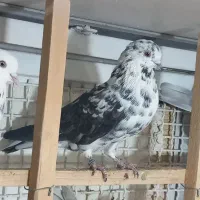 ۸ تا کفتر پرشی حسابی|پرنده|قم, حنیف نژاد|دیوار