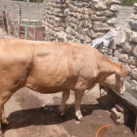 گاو مناسب عید قربان