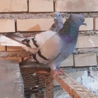 سبز دم سفید