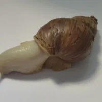 حلزون کلاژنی