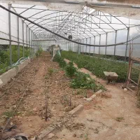 اجاره گلخانه ۷۵۰ متر با تمام امکانات
