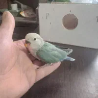 کوتوله  سولاکی