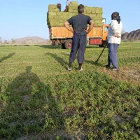 فروش یونجه با کیفیت
