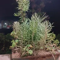 مبله|اجارهٔ کوتاه‌مدت آپارتمان و سوئیت|شیراز, آبزنگی|دیوار