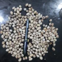 خرید‌پسته‌‌کال.وپسته‌گووپوک