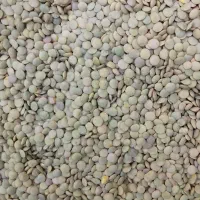 عدس دیم درشت بوجاری شده خلخال|عمدهفروشی|خلخال, |دیوار