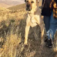 سگ سرابی نر فقط کشش