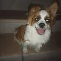 توله سگ آپارتمانی