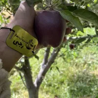 ارائه نهال سیب جرومین|خدمات باغبانی و درختکاری|اهر, |دیوار