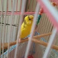 مرغ عشق رام و زیبا|پرنده|رشت, گلزاران|دیوار