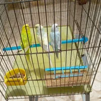 مرغ عشق جفت عاشق