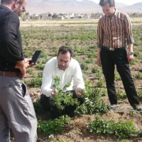 کارگاه پرورش گیاهان دارویی،زعفران گلخانه ای وخاکی|خدمات آموزشی|نجف‌آباد, امام خمینی|دیوار
