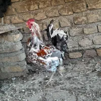 مرغ و خروس گلین و محلی|حیوانات مزرعه|سنگدوین, |دیوار