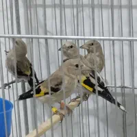 قناری|پرنده|سبزوار, طبرسی (جعفرآباد)|دیوار