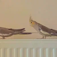 عروس هلندی جفت