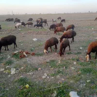 فروش گله بز وگوسفندد