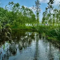 سود دهی بالا در قلب جنگل