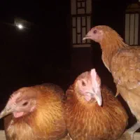 فروش مرغ تخمگذار محلی