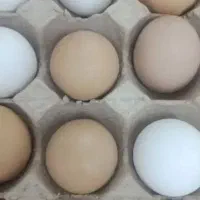 تخم مرغ محلی درشت