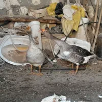 غاز|حیوانات مزرعه|جعفرآباد, |دیوار