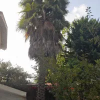 پالم