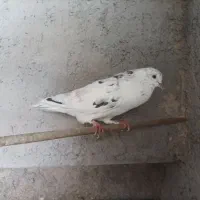 کبوتر