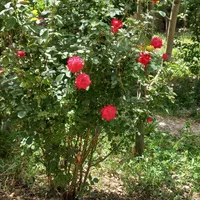 باغ 1250متری ملکی با درختان میوه 20ساله