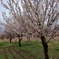 زمین-فرهنگیان