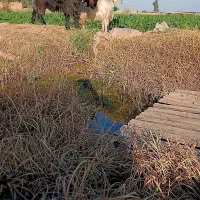 بیگ بزغاله|حیوانات مزرعه|دزفول, |دیوار