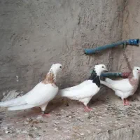 یه جفت طوقی ..|پرنده|ایلام, |دیوار