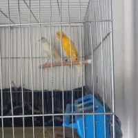 فروش ماده پرتقالی ماده سفید|پرنده|شیراز, کوشک میدان|دیوار